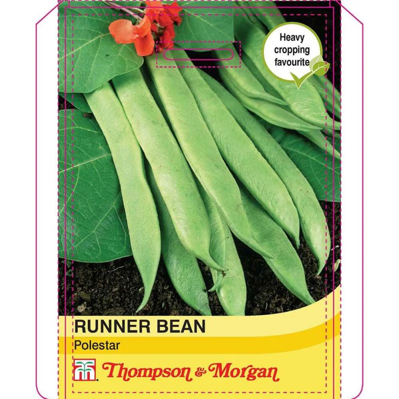Runner Bean Polestar - Image 3