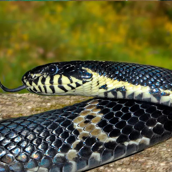 Russian Rat Snake - Image 2
