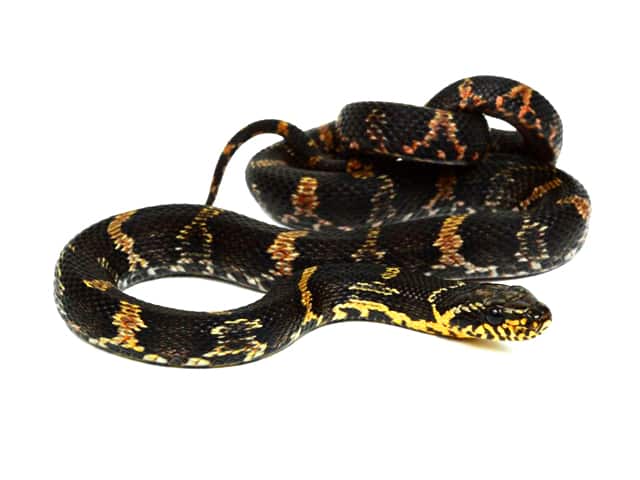 Russian Rat Snake - Image 3