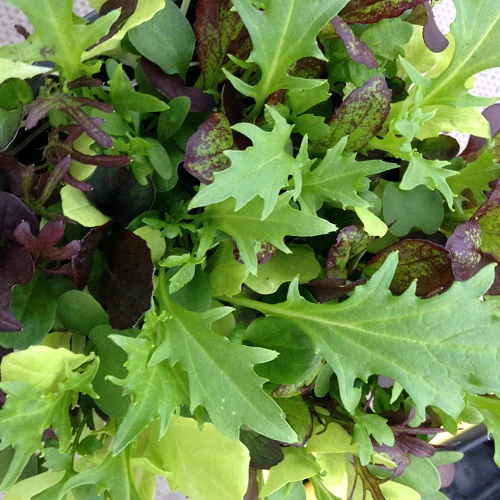 Salad Leaves 'Bright and Spicy' - Image 2