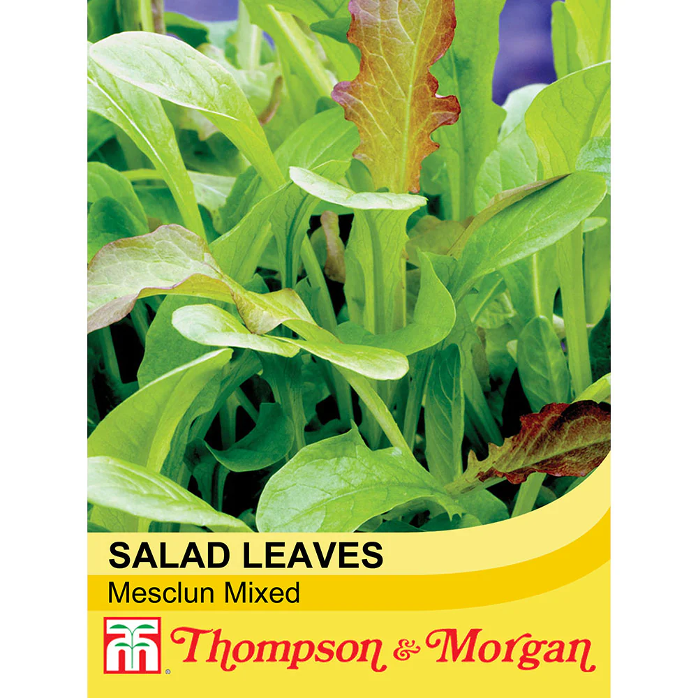 Salad Leaves 'Mesclun' Mixed