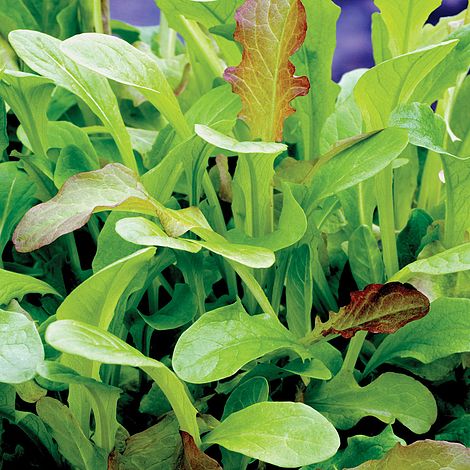 Salad Leaves 'Mesclun' Mixed - Image 2