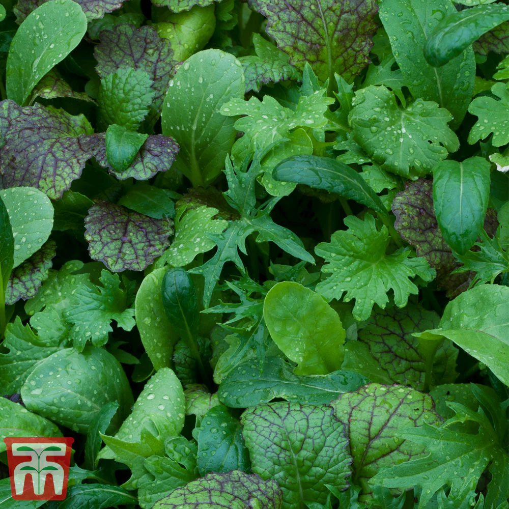 Salad Leaves Oriental Mustards - Image 2
