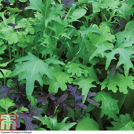 Salad Leaves 'Speedy Mix' - Image 2