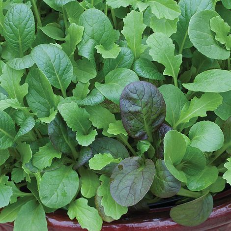 Salad Leaves 'The Good Life Mix' - Image 2