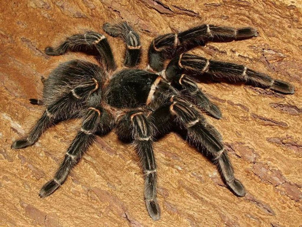 Salmon Pink Birdeater Tarantula (Lasiodora parahybana) Medium - Image 3