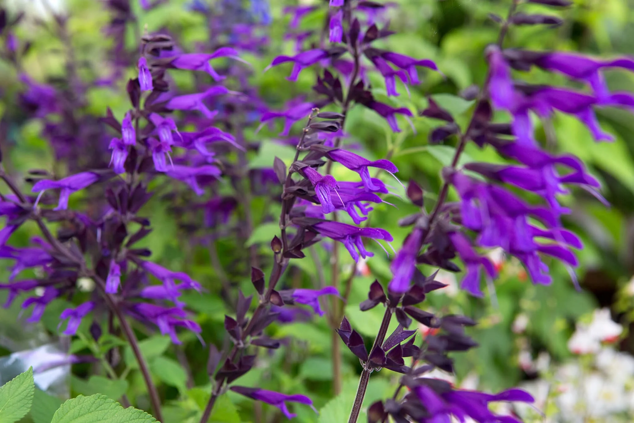 Salvia 'Amistad' 2L