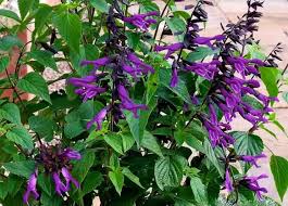 Salvia 'Amistad' 2L - Image 2