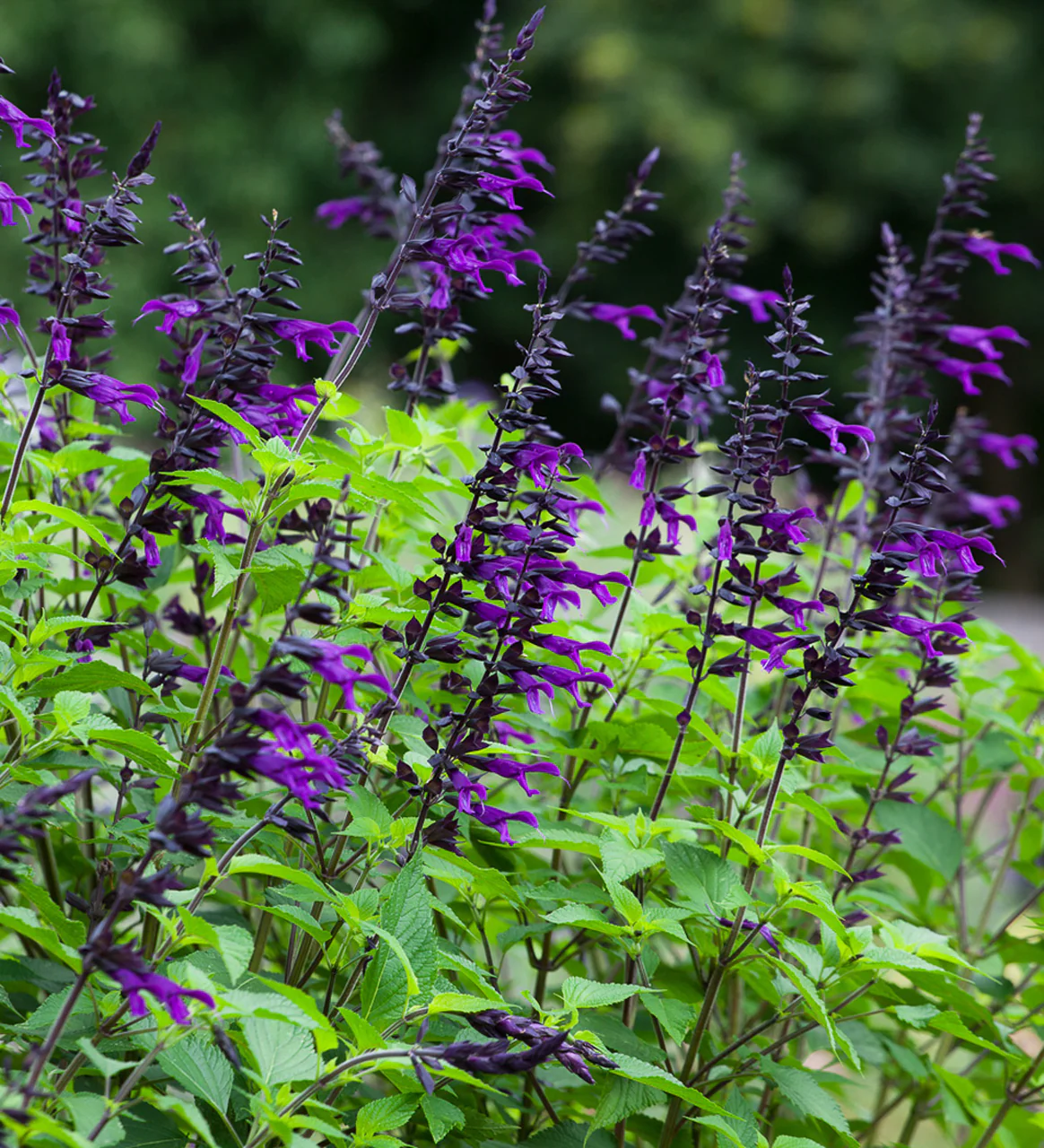 Salvia 'Amistad' 2L - Image 3