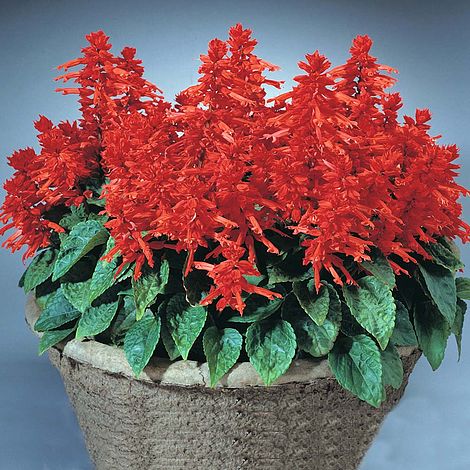 Salvia Splendens 'Blaze of Fire' - Image 2