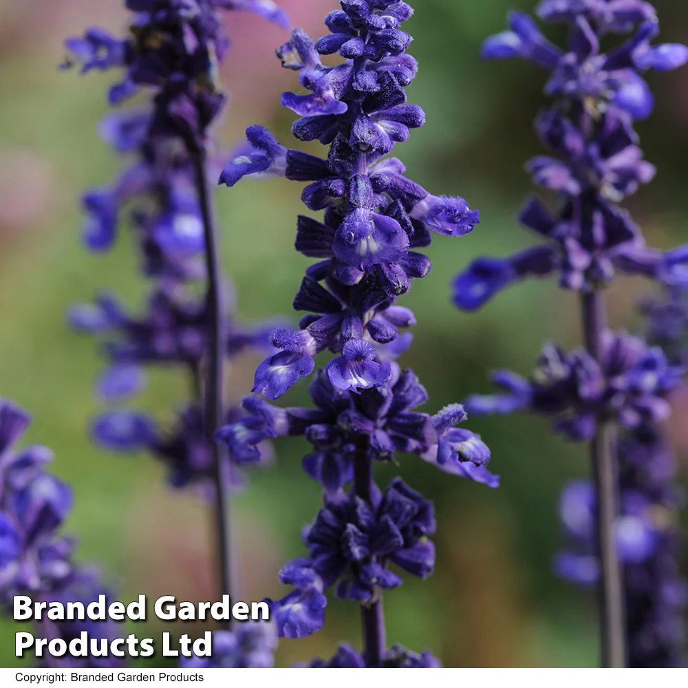 Salvia farinacea 'Victoria Blue' - Image 2