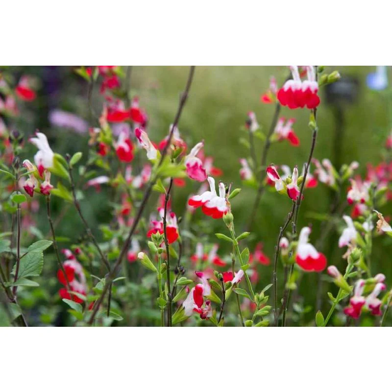 Salvia Hot Lips 2 Litre