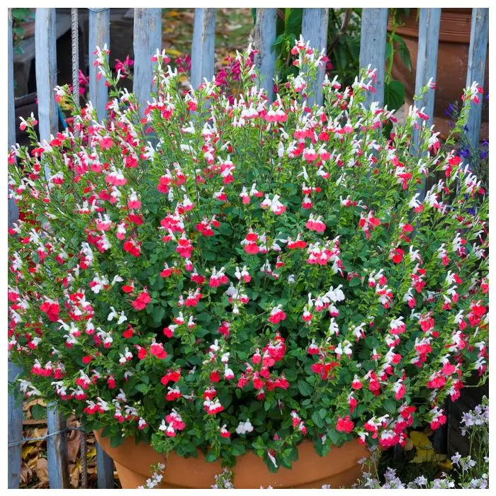 Salvia microphylla 'Hot Lips' (2 Litre)