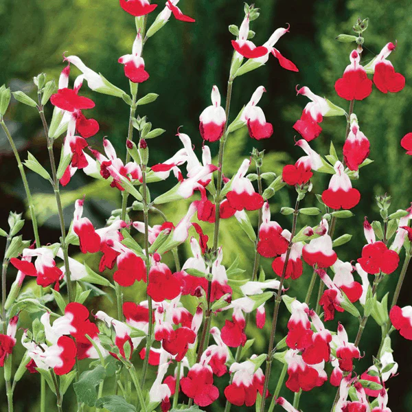 Salvia microphylla 'Hot Lips' (2 Litre) - Image 2