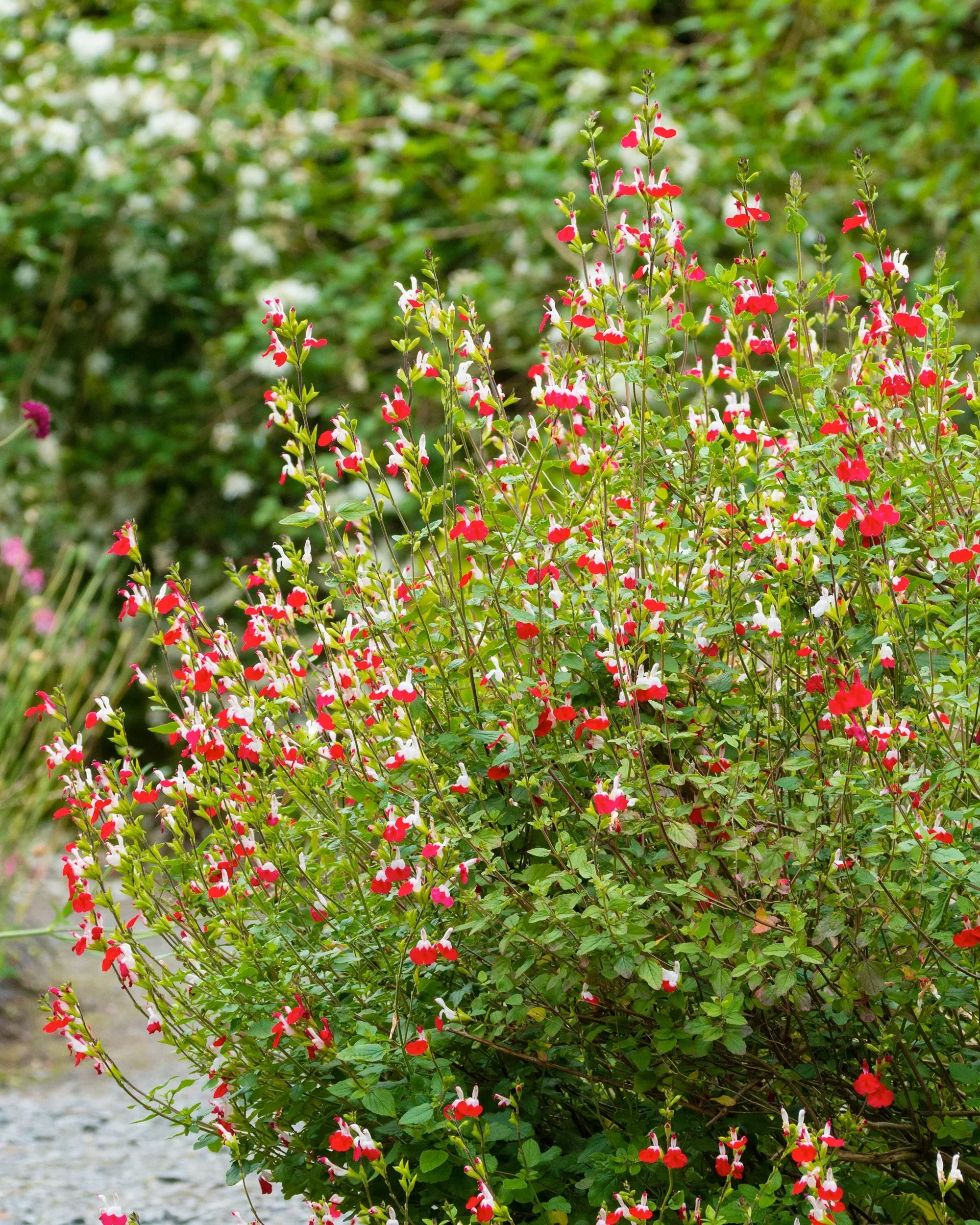Salvia microphylla 'Hot Lips' (2 Litre) - Image 3