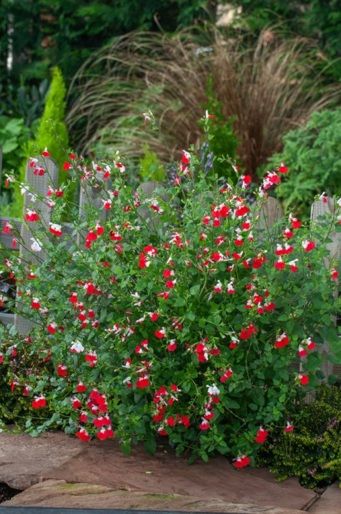 Salvia microphylla 'Hot Lips' (2 Litre) - Image 4