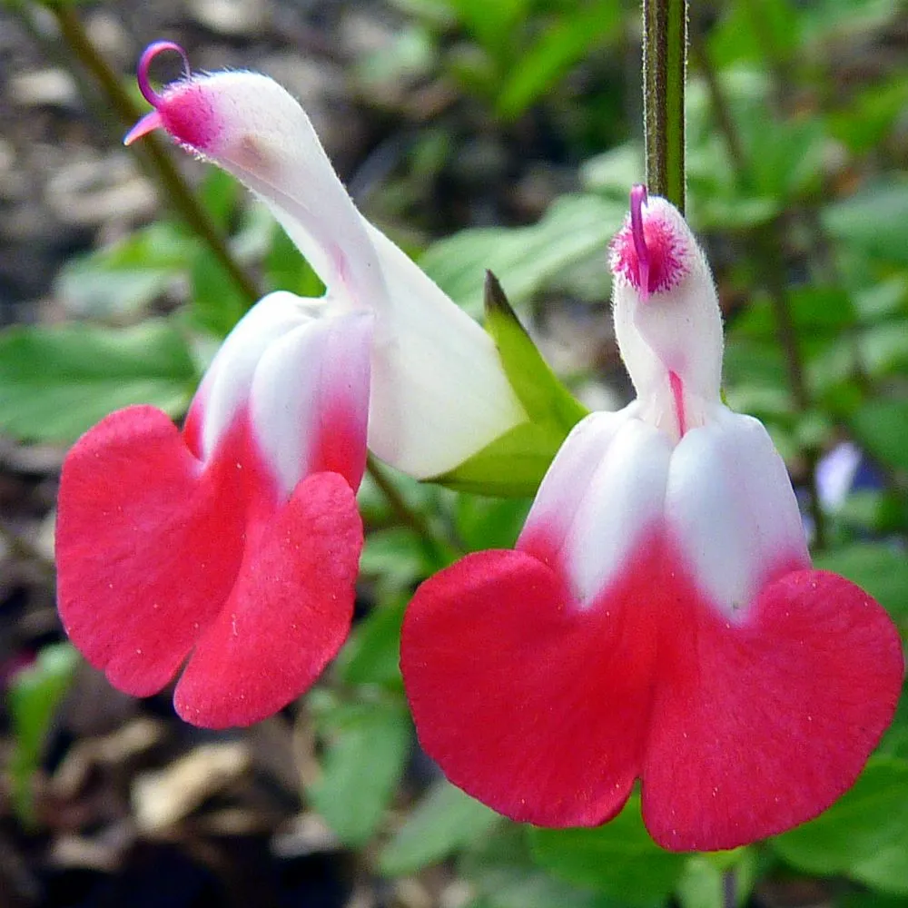 Salvia microphylla 'Hot Lips' (2 Litre) - Image 5