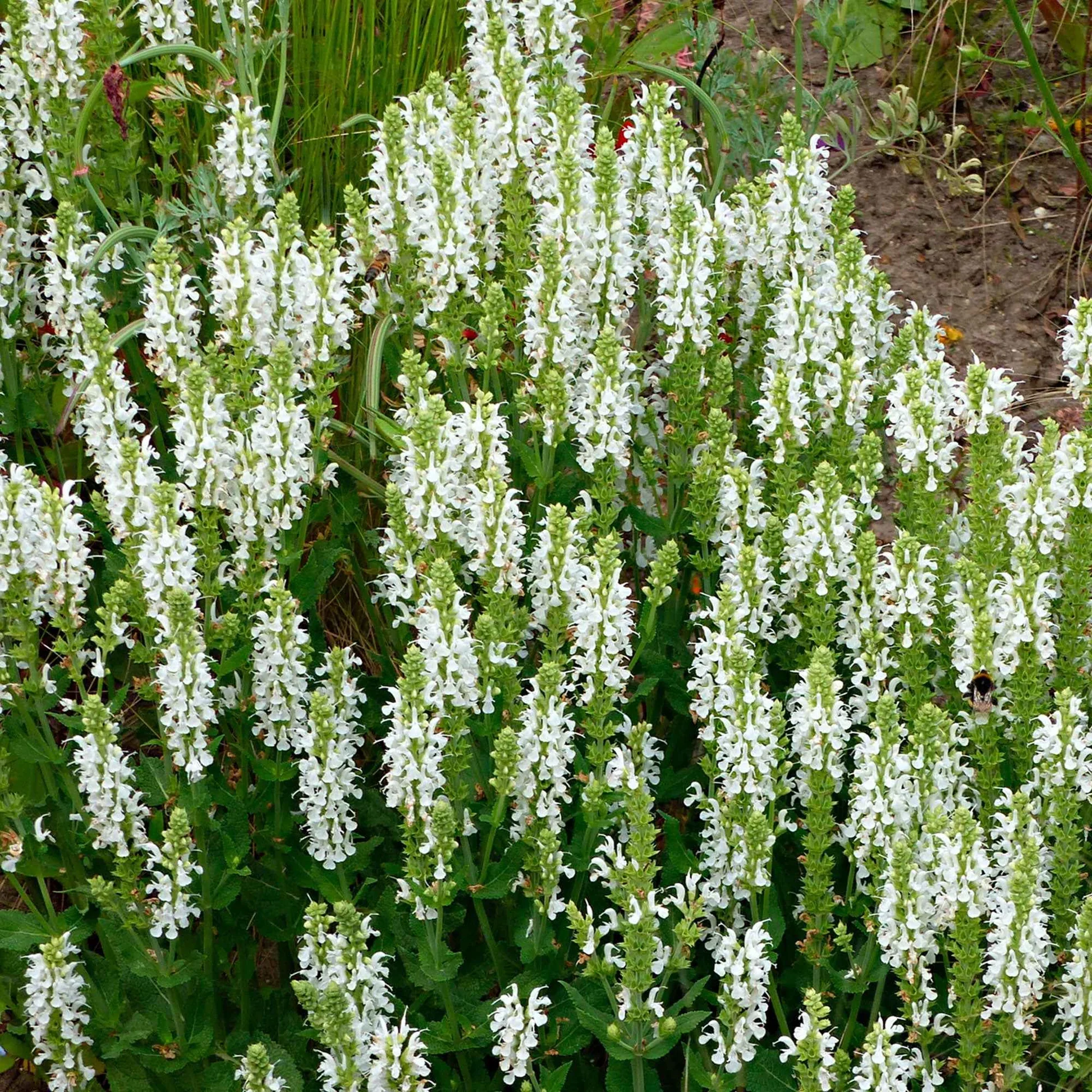 Salvia nemorosa 'Schneehugel' 2 Litre - Image 3