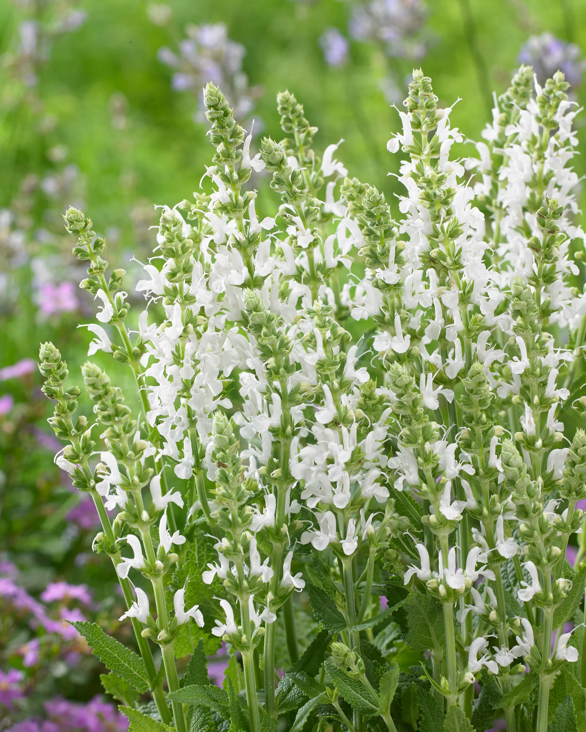 Salvia nemorosa 'Schneehugel' 2 Litre - Image 4
