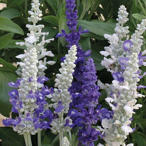 Salvia farinacea 'Seascape Mixed' - Image 2