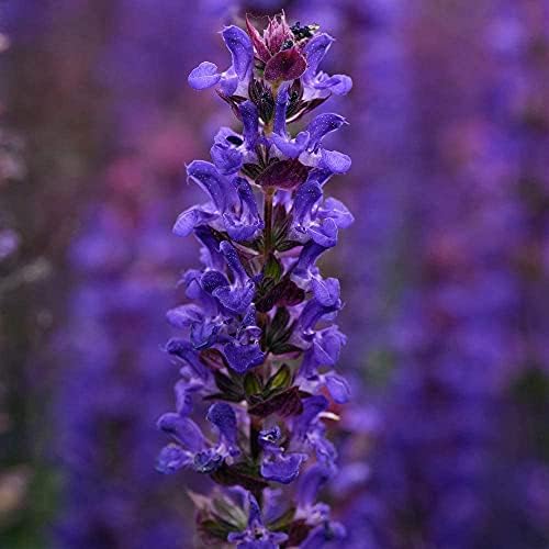 Salvia farinacea 'Seascape Mixed' - Image 3