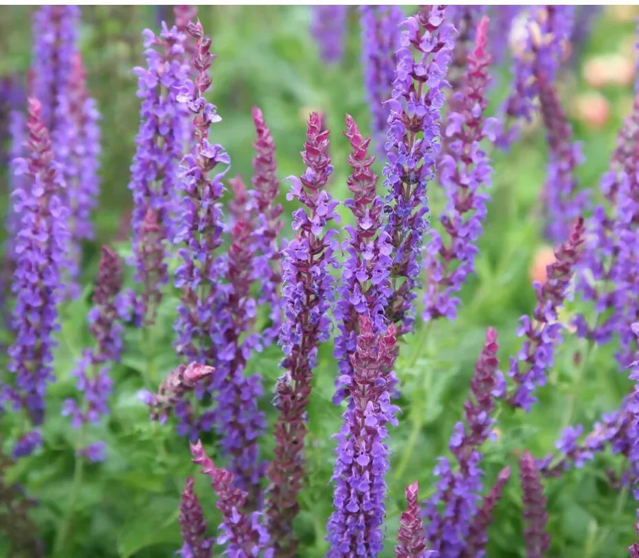 Salvia sylvestris 'Mainacht' 2 Litre - Image 2