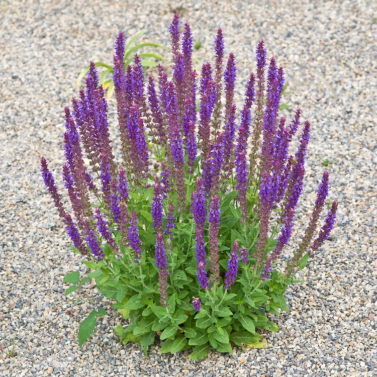 Salvia sylvestris 'Mainacht' 2 Litre - Image 3