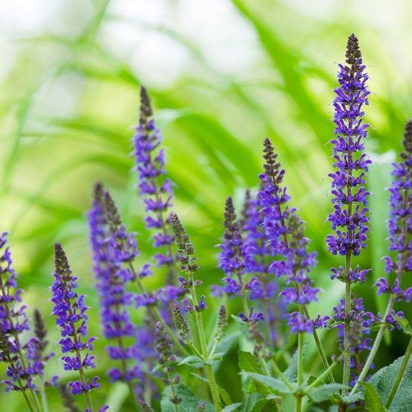 Salvia sylvestris 'Mainacht' 2 Litre - Image 4