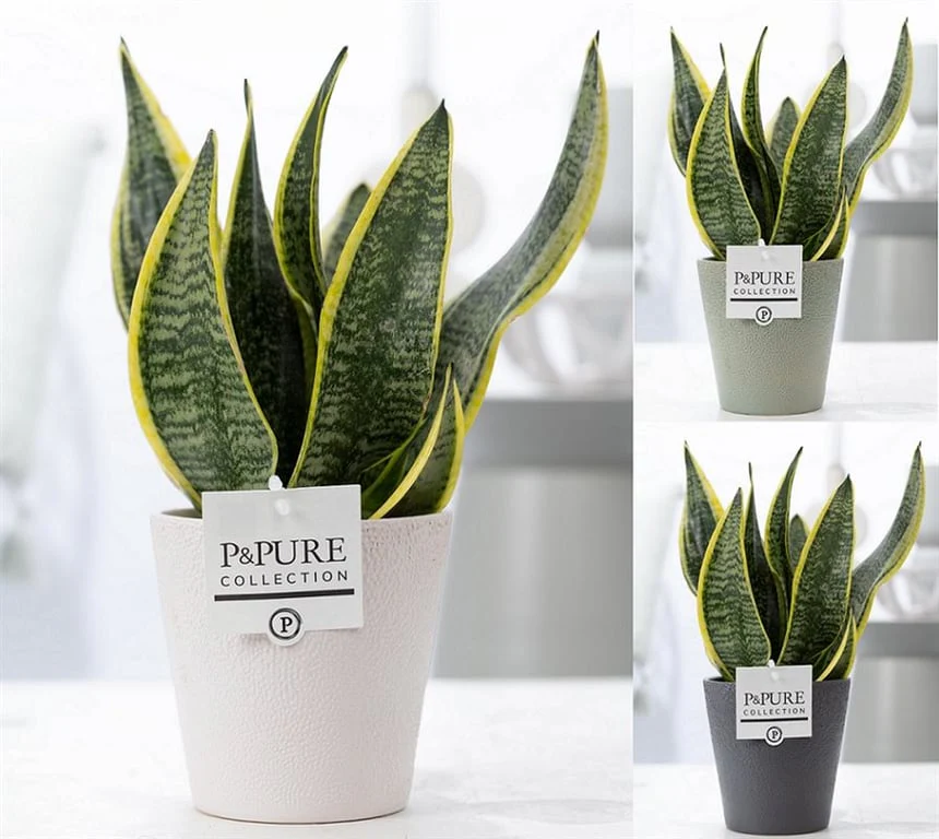 Sansevieria trifasciata 'Futura Superba' with 12cm ceramic pot
