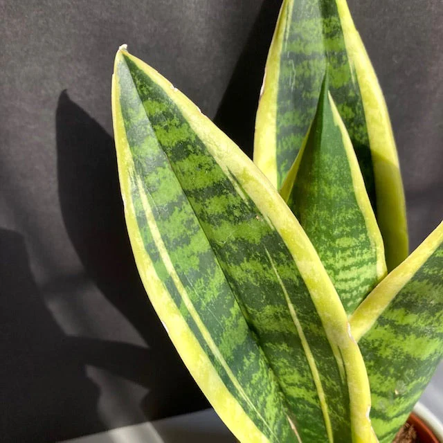 SnakePlant | Sansevieria trifasciata Futura Superba (P12) - Image 2