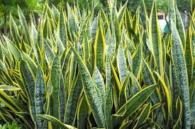 Sansevieria trifasciata mix (P17) - Image 2