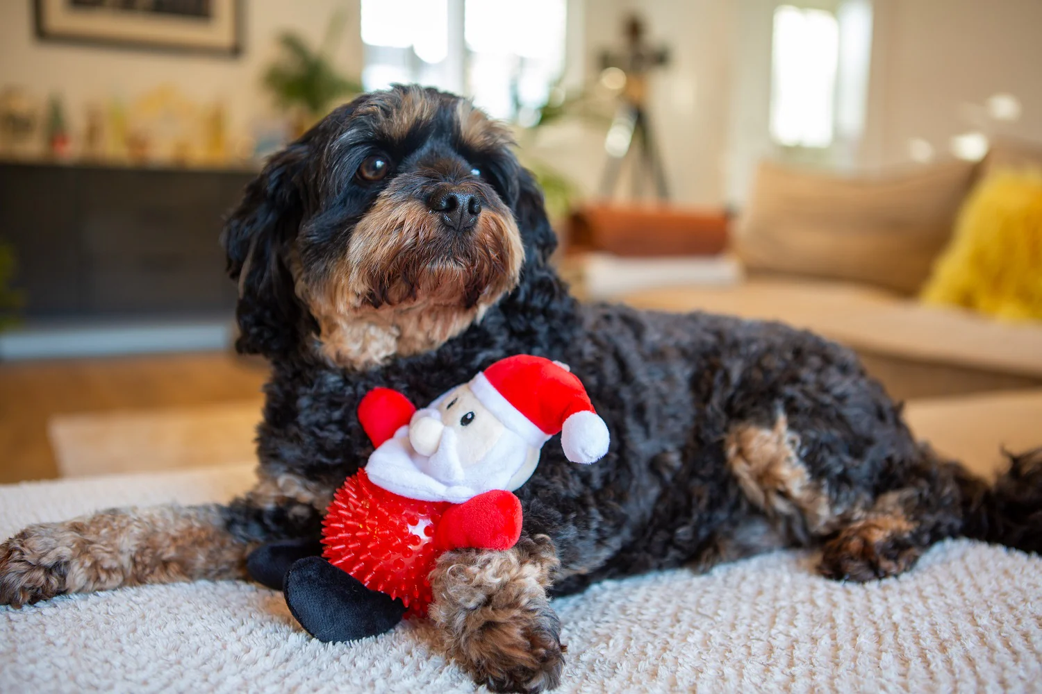 Santa Paws TPR Body Dog Toy - Image 2