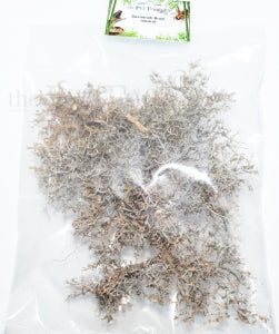 Savannah Bush