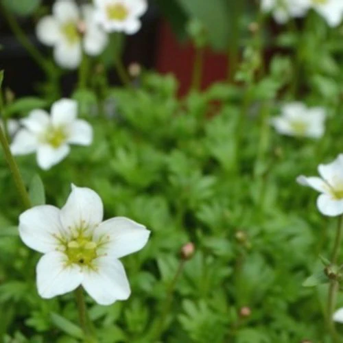 Saxifraga Alpino White 9cm - Image 3