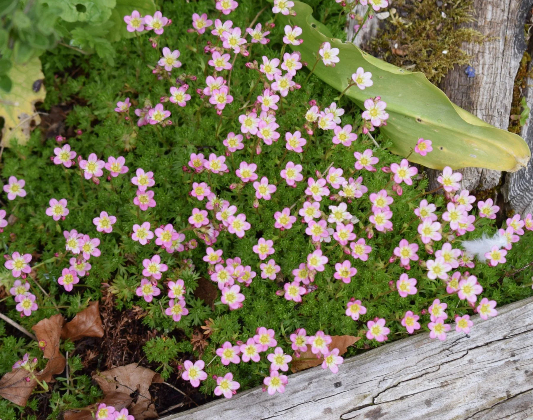 Saxifraga Mossy Pink - Image 3