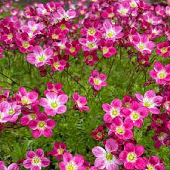 Saxifraga Red Cap 9cm