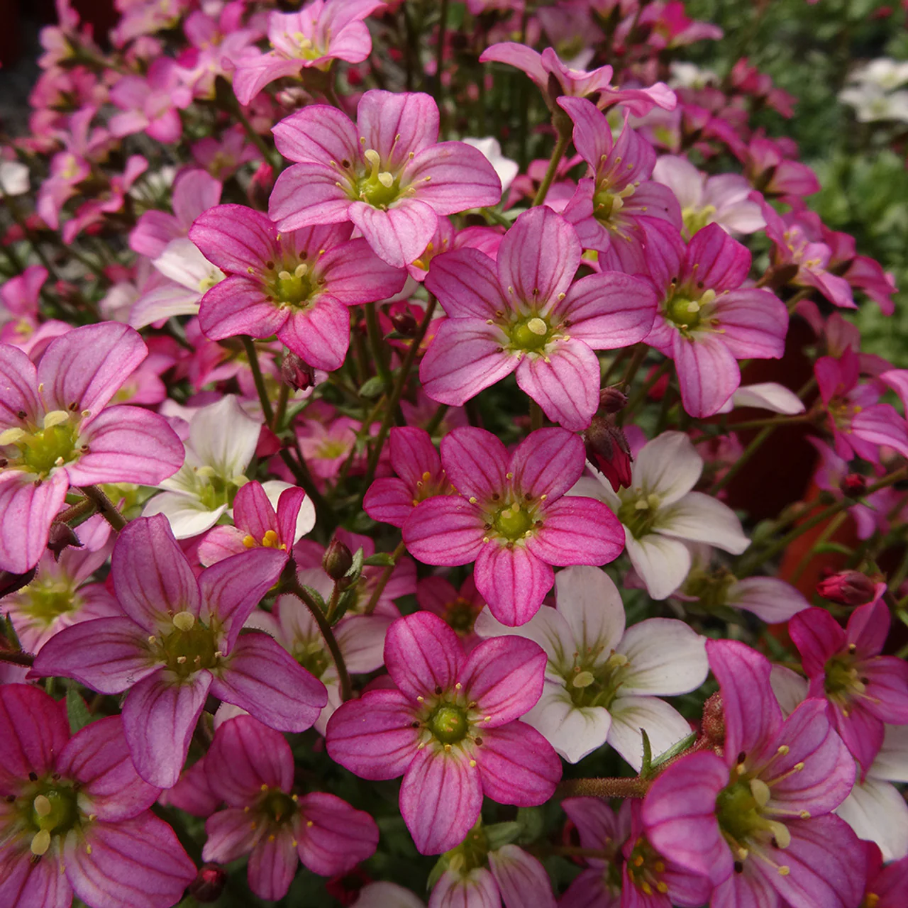 Saxifraga Touran Pink - Image 3