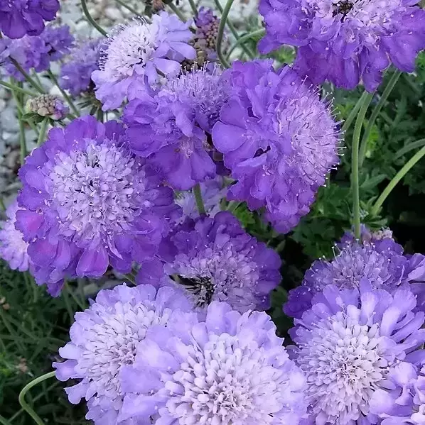 Scabiosa 'Mariposa Blue' - Image 2