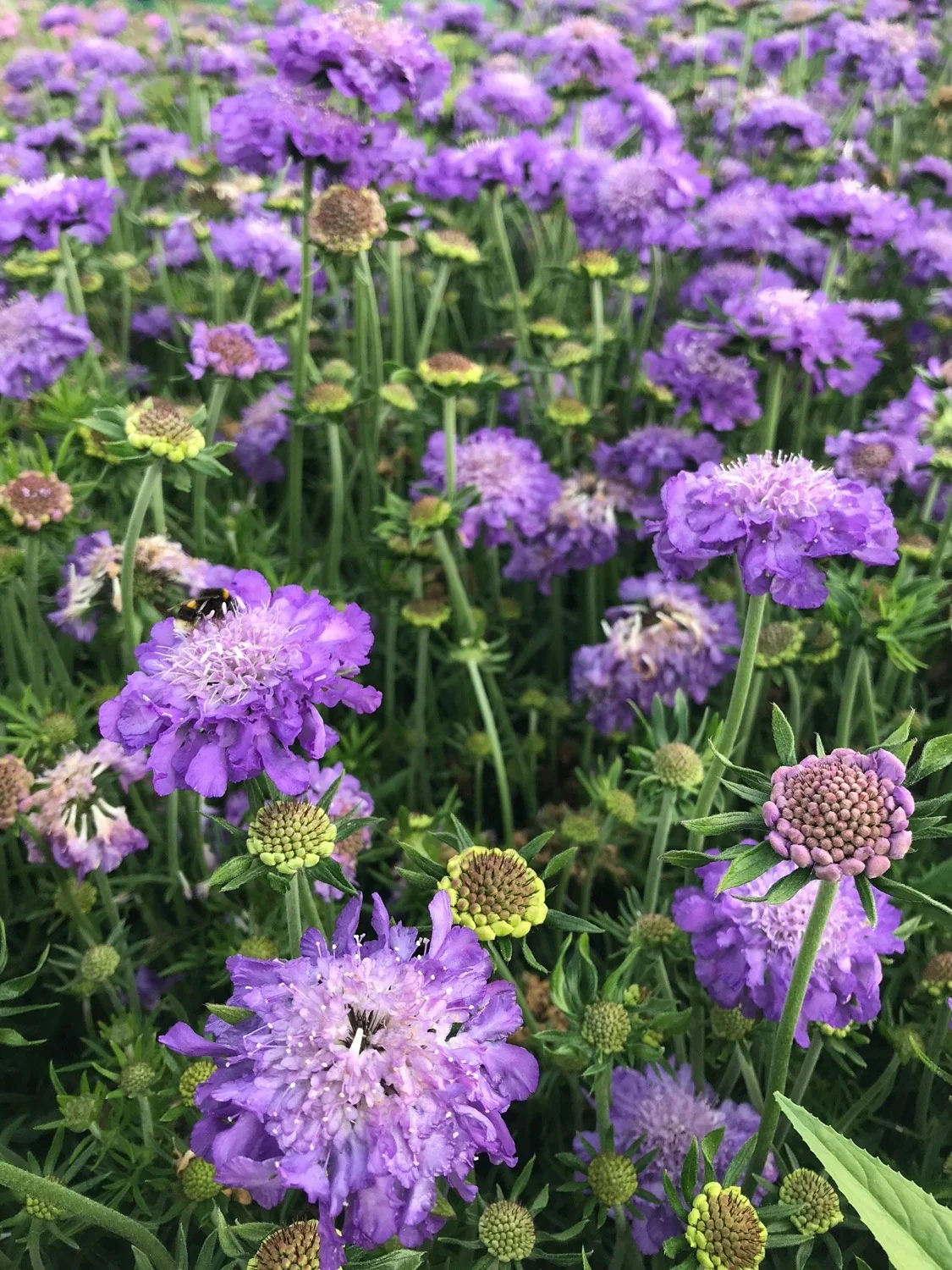 Scabiosa 'Mariposa Blue' - Image 3