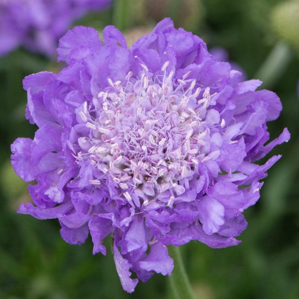 Scabiosa 'Mariposa Blue' - Image 4