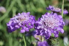 Scabiosa 'Mariposa Blue' - Image 5