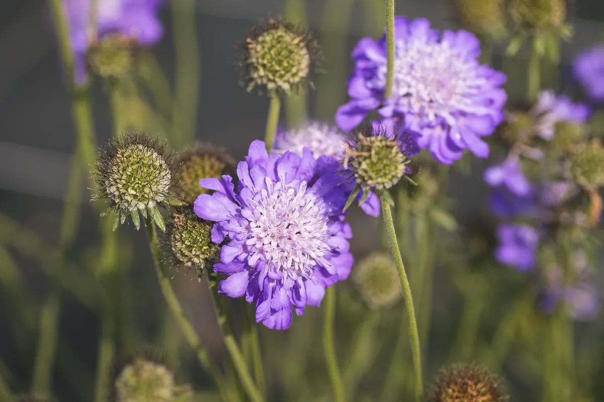 Scabiosa 'Mariposa Blue' - Image 6