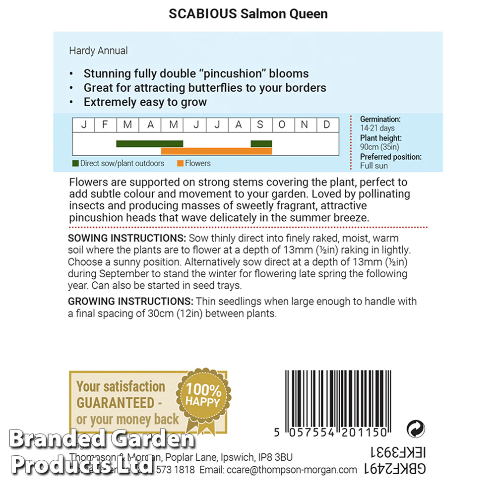 Scabious 'Salmon Queen' - Image 2