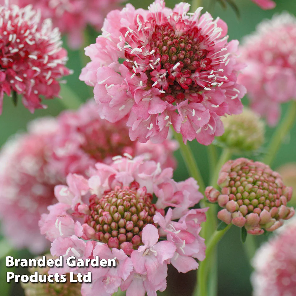 Scabious 'Salmon Queen' - Image 3