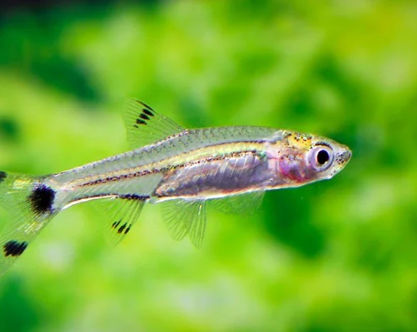 Scissortail Rasbora Medium Large - Image 2