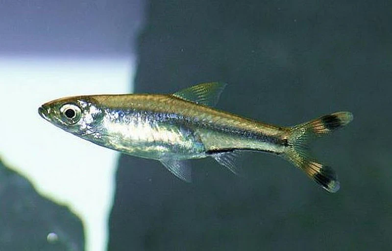 Scissortail Rasbora Medium Large - Image 3
