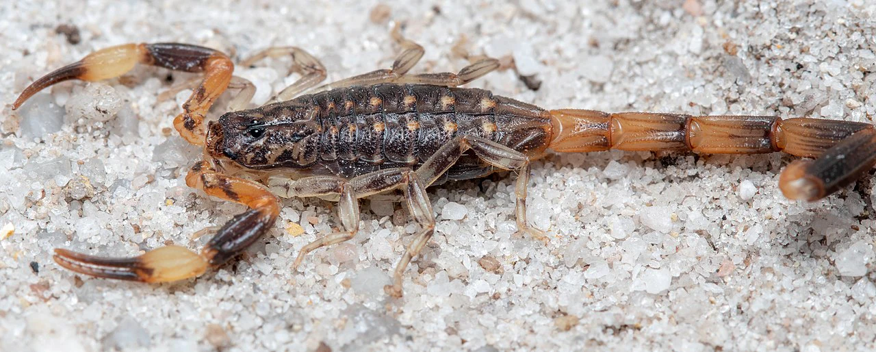 Bark Scorpion | Reddyanus petrzelkai - Image 2