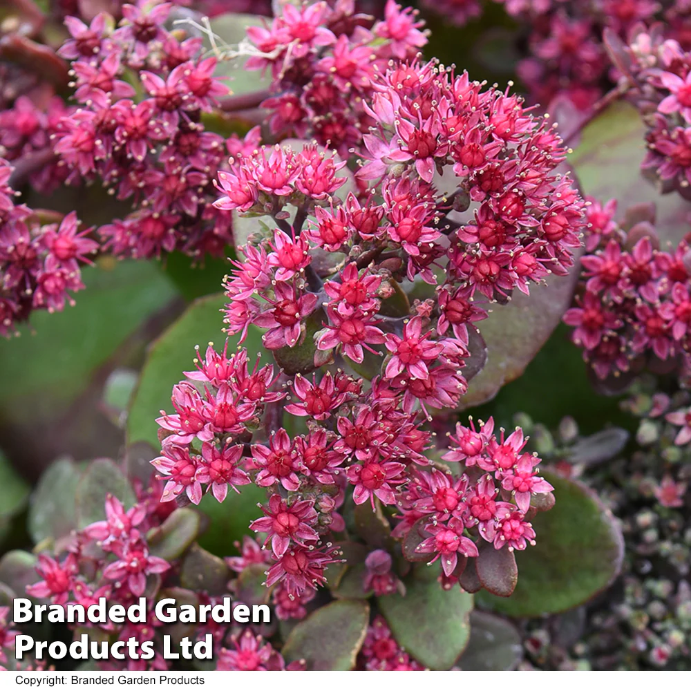 Sedum 'Busy Nights' seeds - Image 2