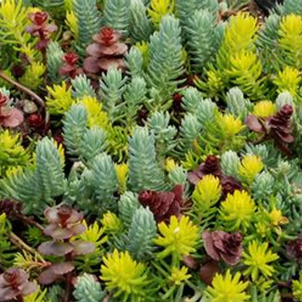 Sedum Mixed (9cm)
