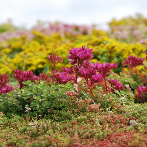 Sedum Mixed (9cm) - Image 3